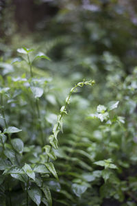 Close-up of leaves against blurred background