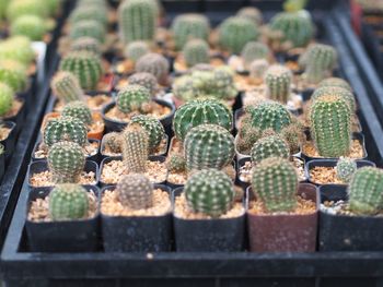 High angle view of succulent plant