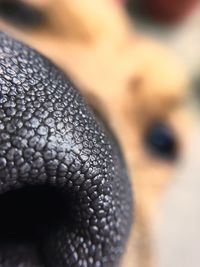 Close-up of an animal eye