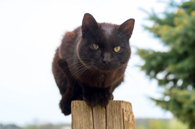 Close-up portrait of cat on wood against sky