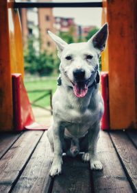 Portrait of dog on wood