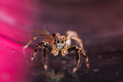 Close-up of spider on purple surface