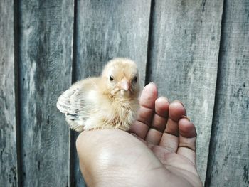 Close-up of hand holding bird