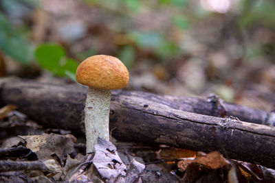 Close-up of mushroom growing on field