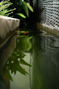 Close-up of leaves in lake