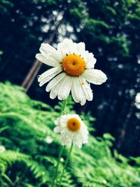 Close-up of white daisy flower