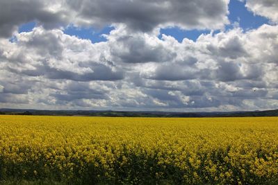 Scenic view of oilseed rape field against cloudy sky