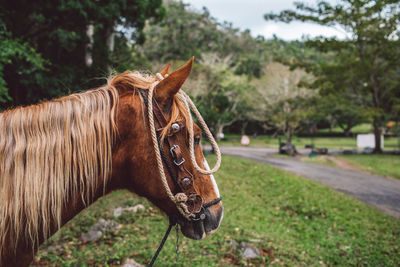 View of a horse on field