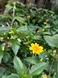 Close-up of yellow flowers blooming outdoors