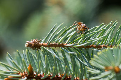 Close-up of bee on plant