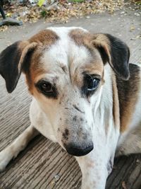 Close-up portrait of dog