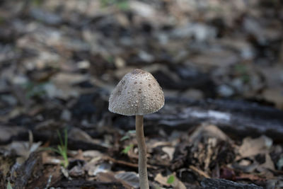 Lonely mushroom growing out of the ground