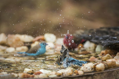 Birds splashing in water