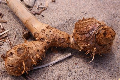 High angle view of driftwood on sand