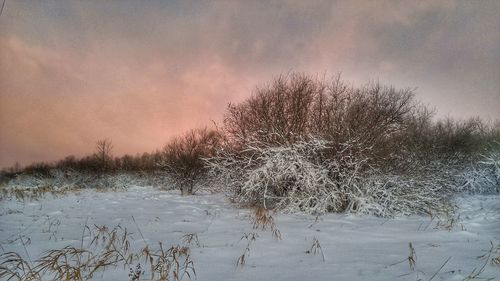 Frozen trees on field against sky during winter