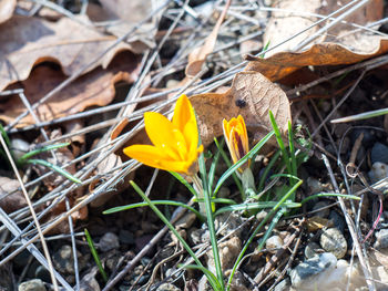 Close-up of yellow crocus on field