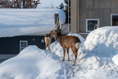 Horse on snow covered field