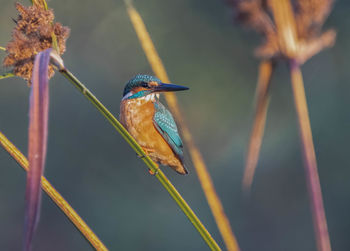 Close-up of bird perching on plant