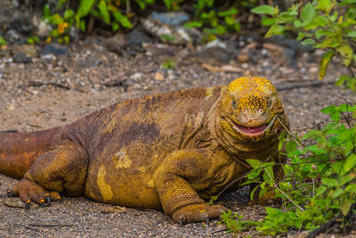 Close-up of lizard on field