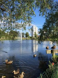 Swan swimming in lake against trees