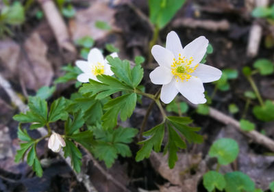 Close-up of white flowering plant