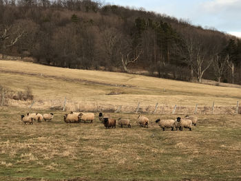 Sheep in pasture