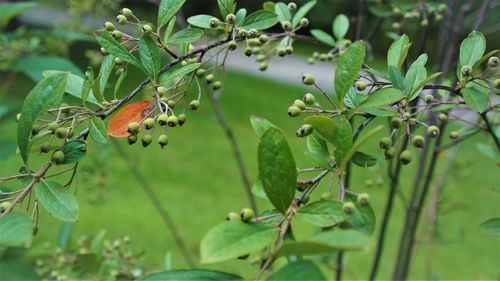 Close-up of berries growing on tree