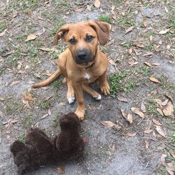 Portrait of dog