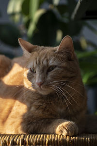 Portrait of cat resting