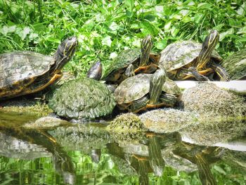 View of turtle in lake