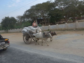 People riding horse cart on street