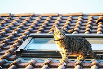 Close-up of a cat sitting on roof