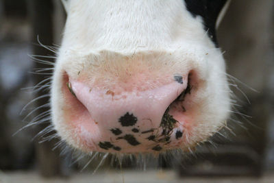 Close-up of cow snout