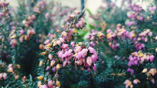 Close-up of insect on pink flowering plant