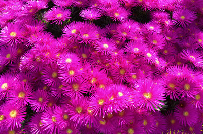 Close-up of pink flower