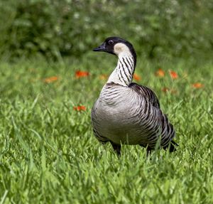 Close-up of bird on field