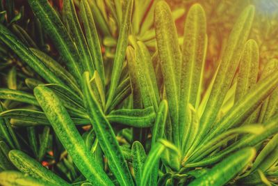 Close-up of fresh green plant