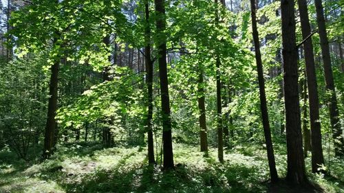 Trees in forest