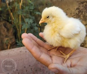Close-up of hand holding ice cream