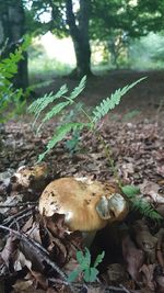 Close-up of mushroom growing on field