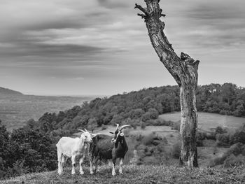 Horses on a field