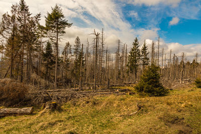 Pine trees on field against sky