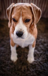 Close-up portrait of dog