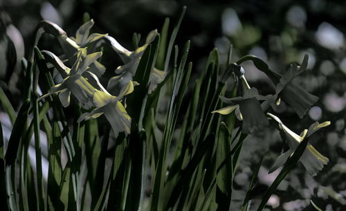 Close-up of plants