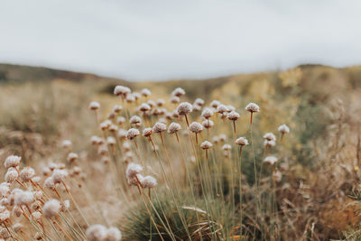 Close-up of plants growing in field against sky