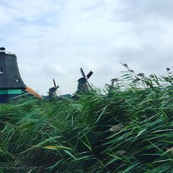 Birds on grass against sky