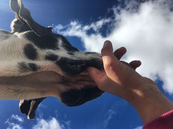 Low angle view of hand holding dog against sky