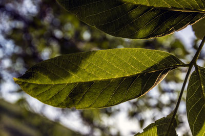 Close-up of green leaves