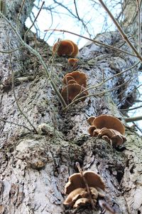 Close-up high angle view of tree