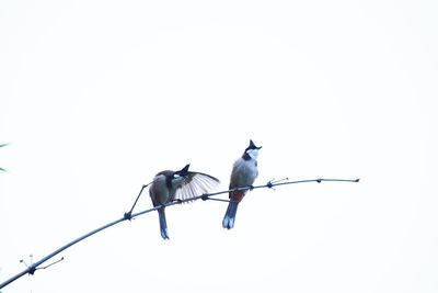 Low angle view of birds perching on cable against sky